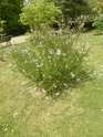 2eme série de floraisons  du jardin des  serres d'Auteuil  P1060627