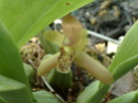 Maxillaria  P1060812