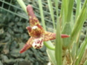 Maxillaria  P1060813
