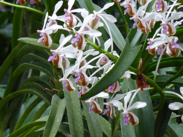  Détails et noms de quelques orchidées de l'expo du jardin des Plantes 2014 4eme partie  Vanda_11