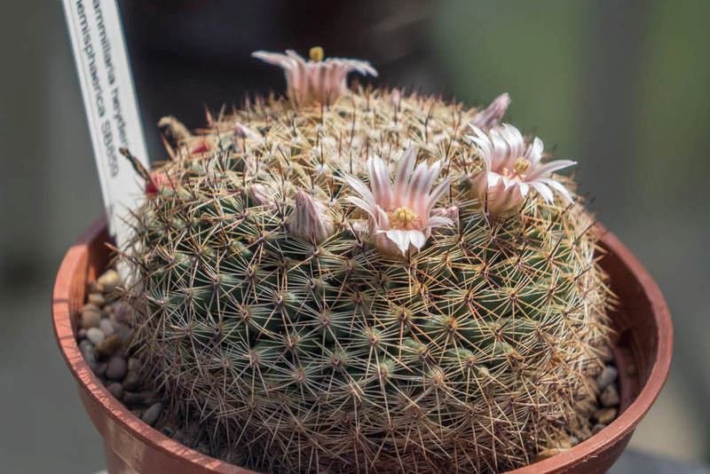 Mammillaria heyderi Dsc04915