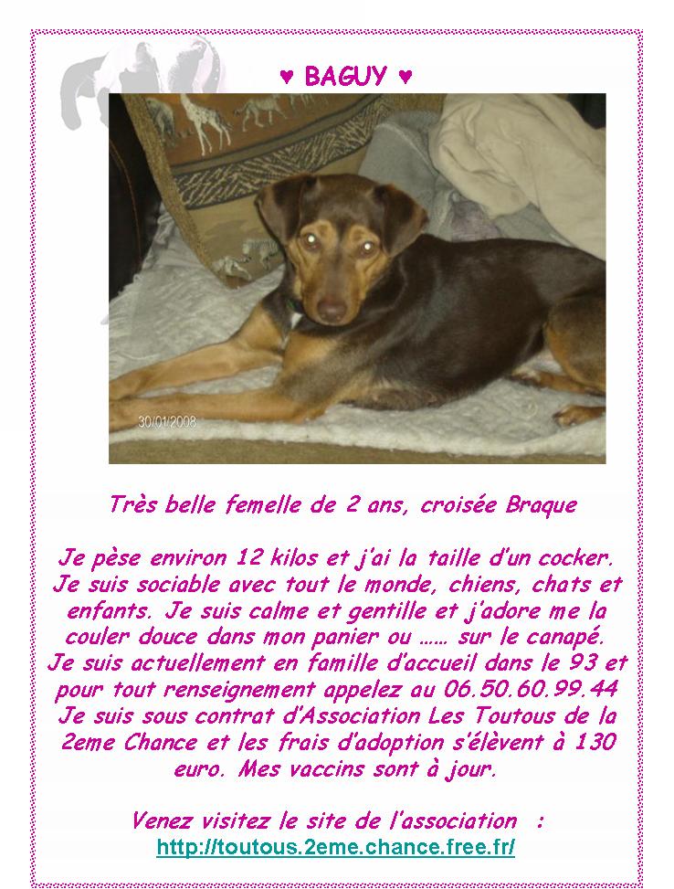 baguy sous contrat d adoption toutous de la 2eme chance Baguy011