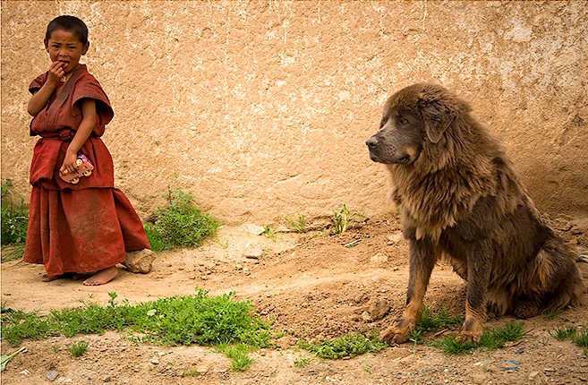 Dogue du Tibet - Page 21 Dogue_11