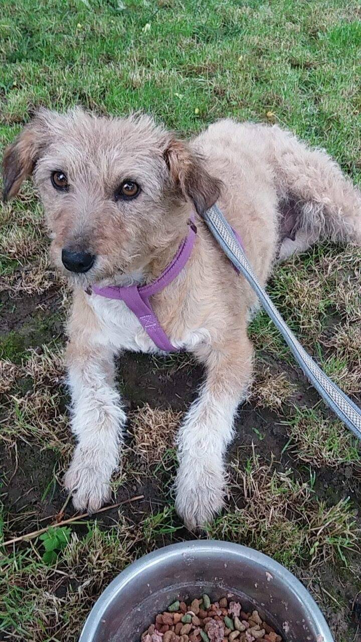 BRIOCHE (ex AKII) - femelle croisée de petite taille, née en 2014 - REMEMBER ME LAND - Adoptée par par Julie (59) 18698710