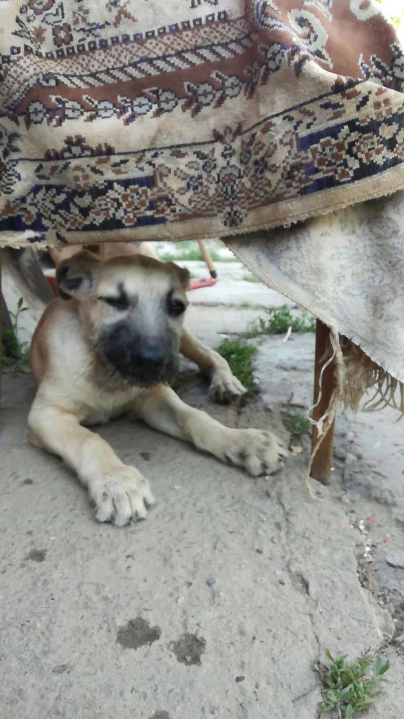  LENA - femelle croisée de taille moyenne, née en mars 2017 - CHEZ LUIZA (BUCAREST) - adoptée en Angleterre 19022510