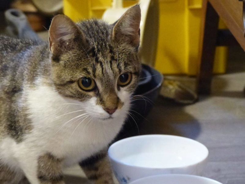 CLOCHETTE - chat femelle née septembre 2015 - en FA chez Christine (83) - adoptée par Christine (83) 19047311