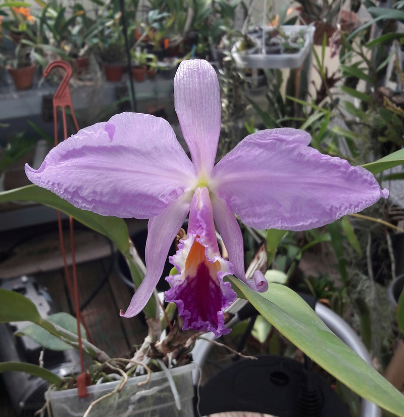 Cattleya jenmanii 20170412