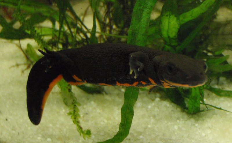 Hypselotriton orientalis mâle ou femelle ? Ho1_sm10