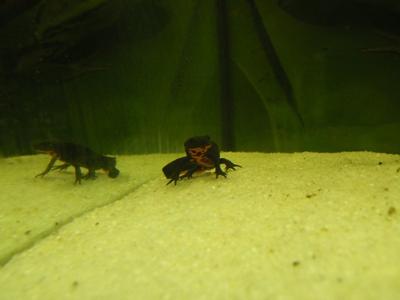 Hypselotriton orientalis mâle ou femelle ? Pc090111
