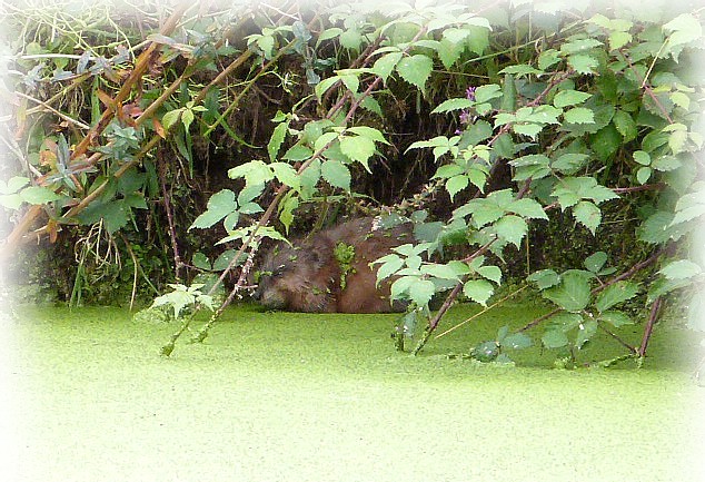 [Myocastor coypus & Ondatra zibethicus] ragondin des falaises P1150511