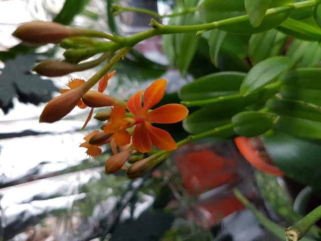 Epidendrum hybride 20170210