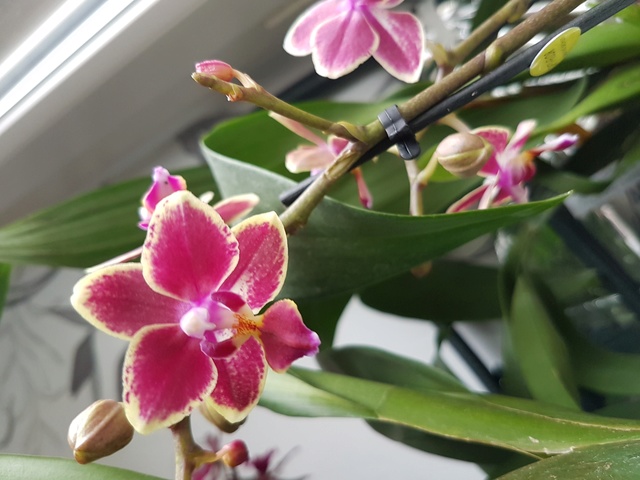 Phalaenopsis hybride 20170213