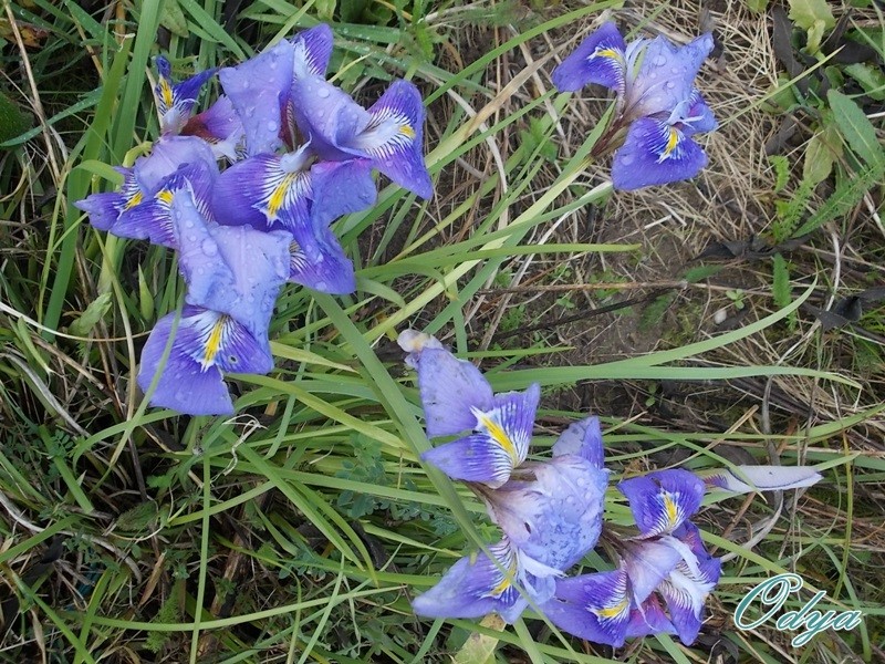 Iris unguicularis ou Iris d'Alger - Page 3 00029_11