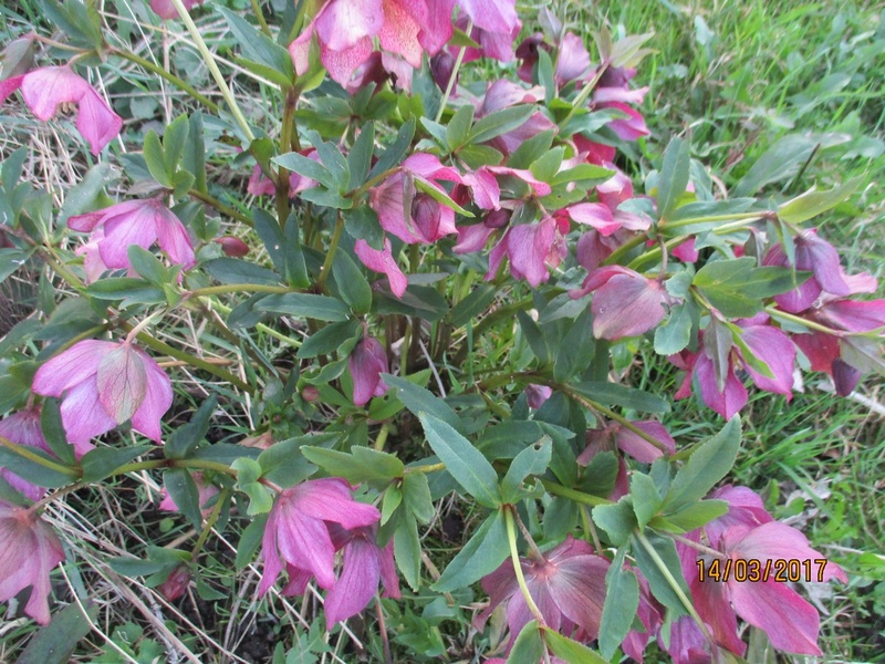 Helleborus niger ou Rose de noel ou Hellebore - Page 30 Img_3156