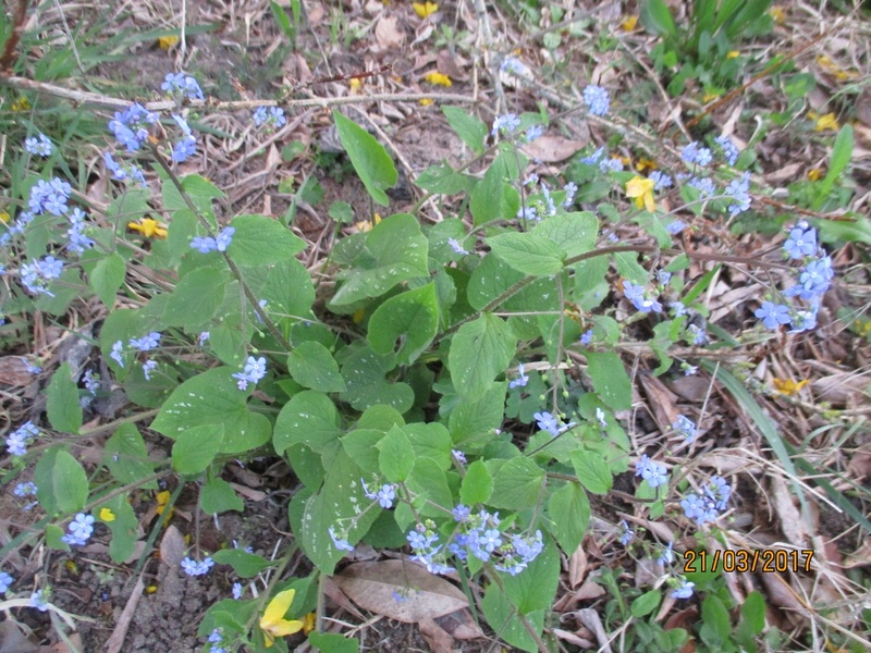 brunnera macrophylla ou myosotis du caucase - Page 2 Img_3260