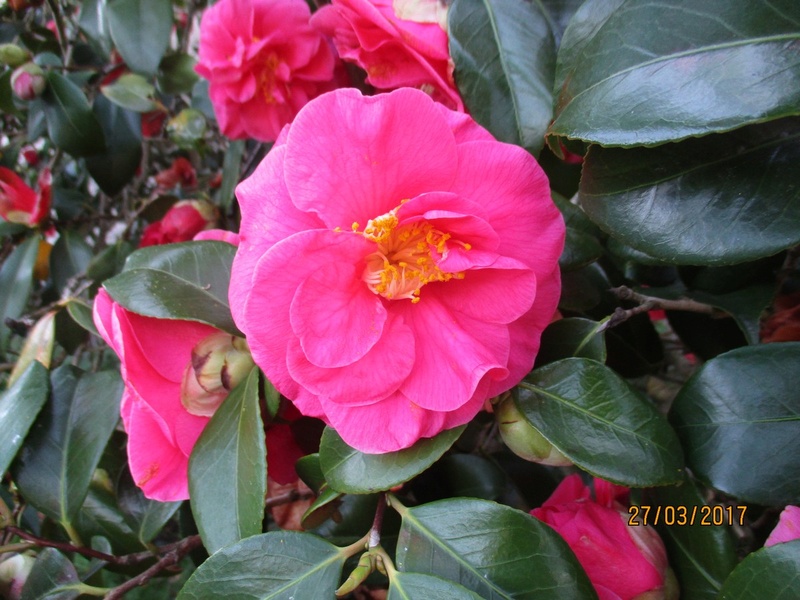 LE CAMELIA - Page 25 Img_3333