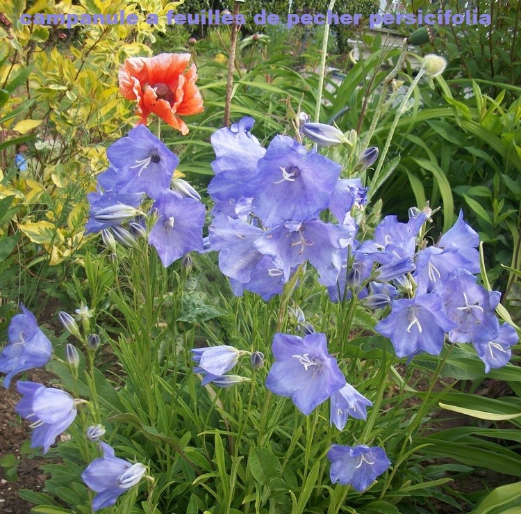 Le jardin, refuge de Marsouine - chapitre III en l'an  - Page 21 Campan16