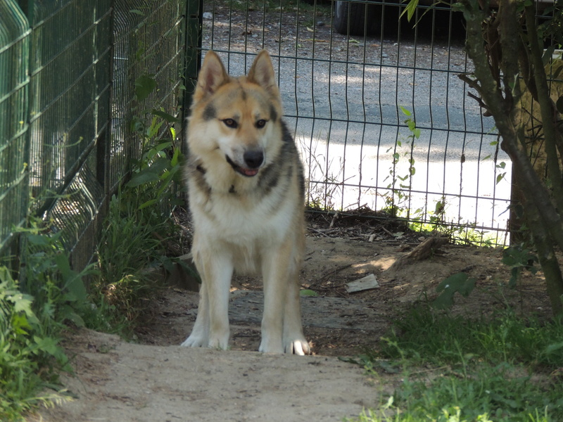 Marouk le chien - Page 4 Diman207