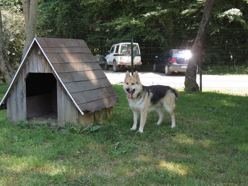 Marouk le chien - Page 4 Diman208