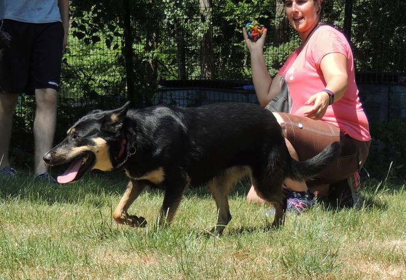 Dimanche 18 juin 2017, journée très appréciée par nos chiens. Diman248