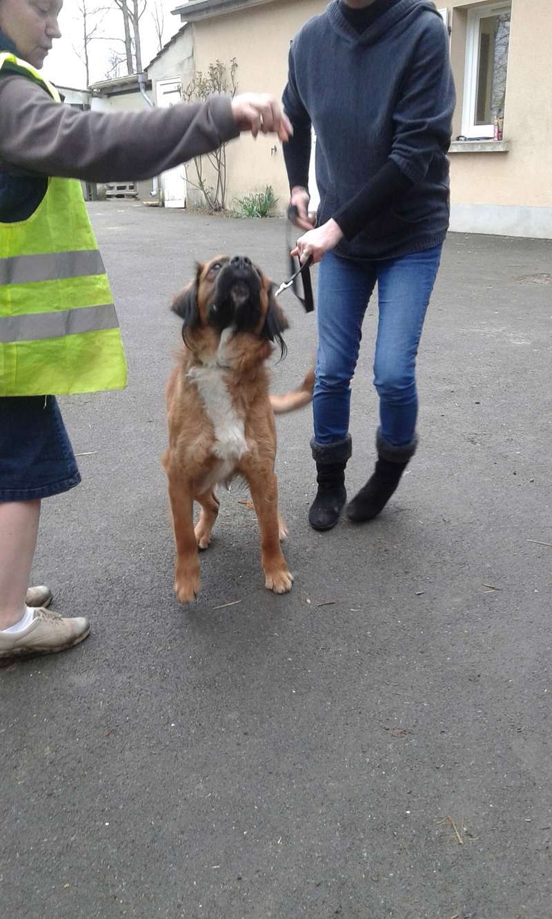 Adoption d' OLAF, croisé boxer- Mars 2017. Dimanc21