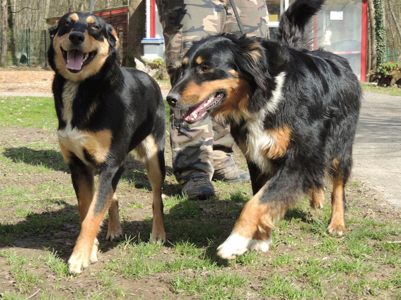 LILA, X bouvier bernois- Adoptée en juin 2017. Fyvrie33