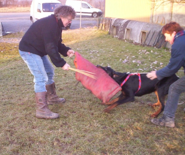 Les chiots de Cassius et Doria nés le 22 mars 2014 Mordan11