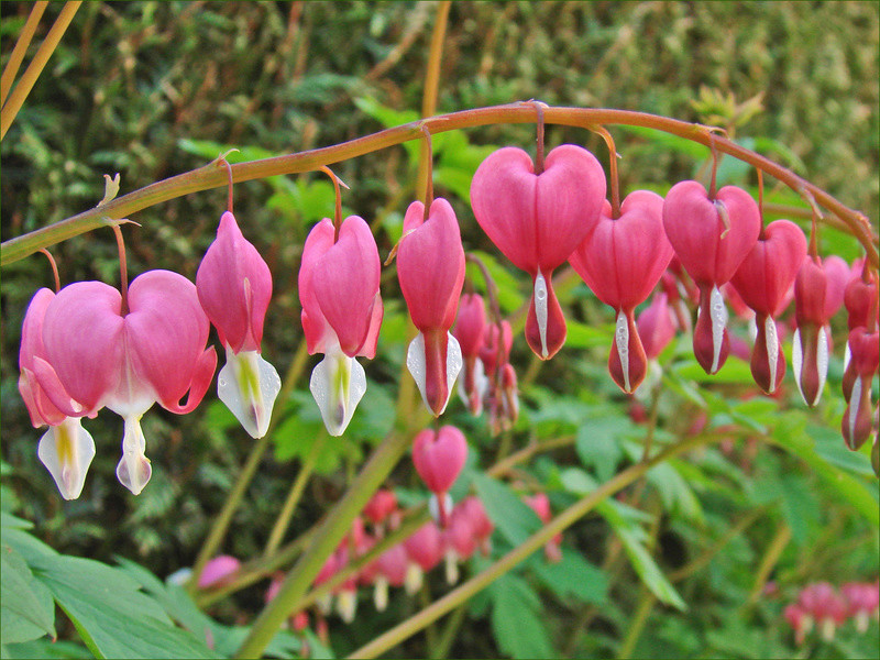 Bonjour Avril et toutes ses beautés - Page 2 Fleurs10