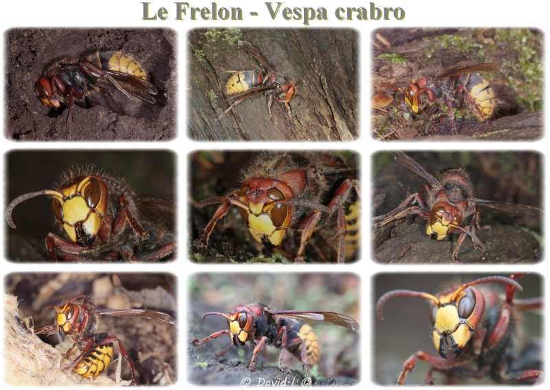 Vespa crabro - hibernation Sans_t16