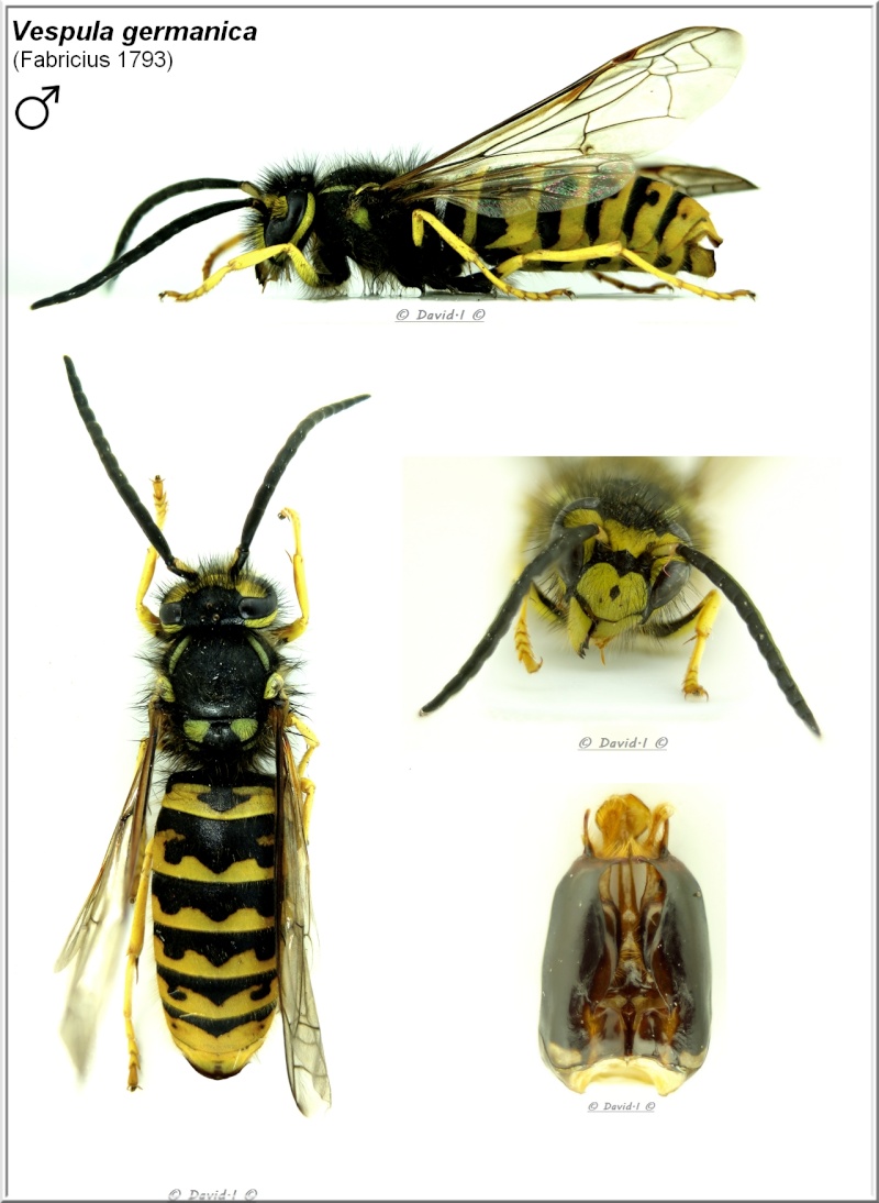 Vespula germanica (Fabricius 1793) Mâle Vespul10
