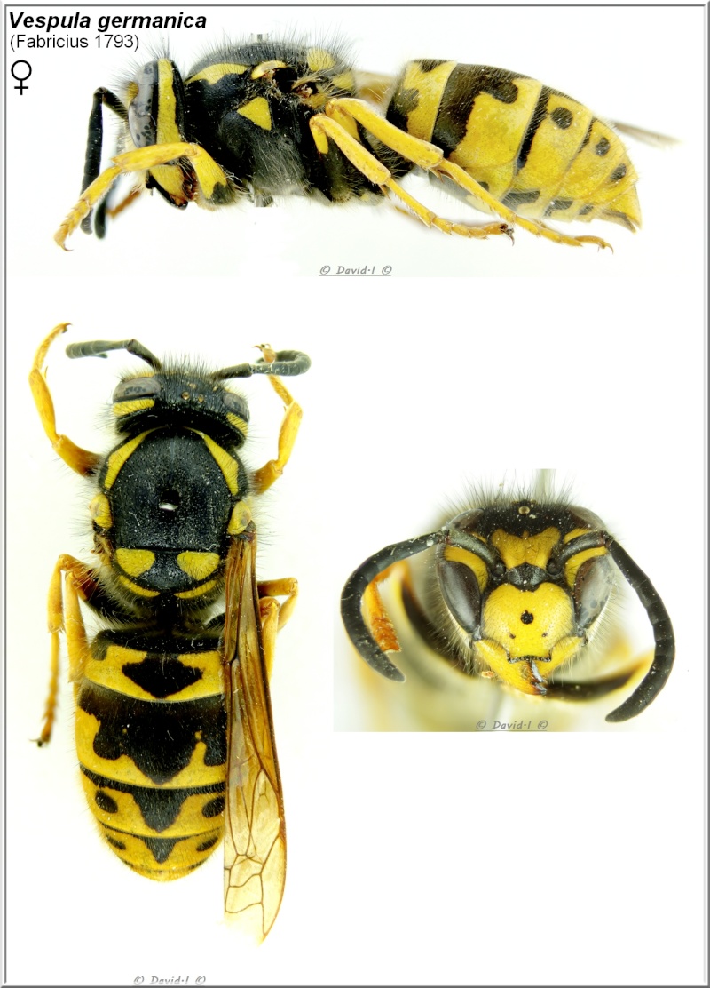 Vespula germanica (Fabricius 1793) Femelle Vespul11