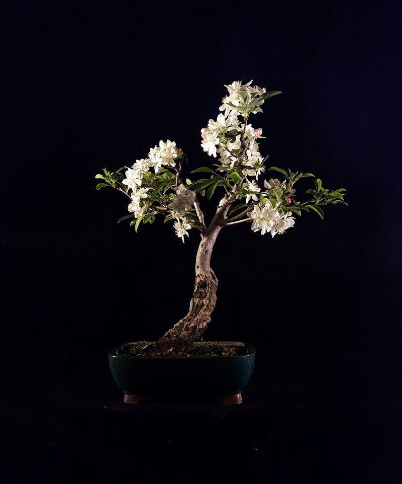 Spring flowering bonsai Img_0010