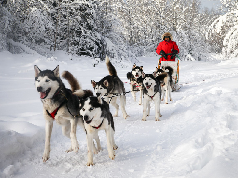 les chiens  de neige - Page 2 Haskia10