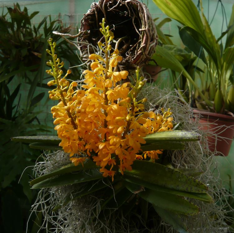 Vanda (Ascocentrum) garayi Ascoce10