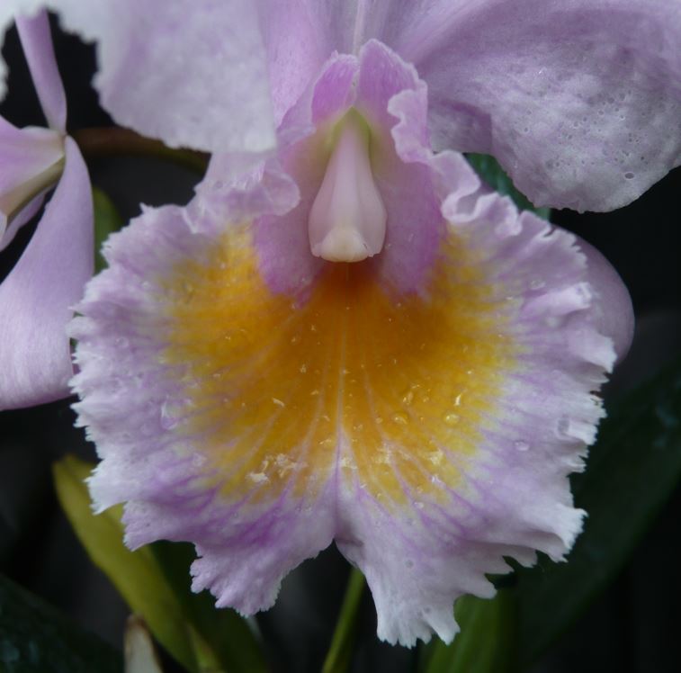 Cattleya schroederae Cattle28