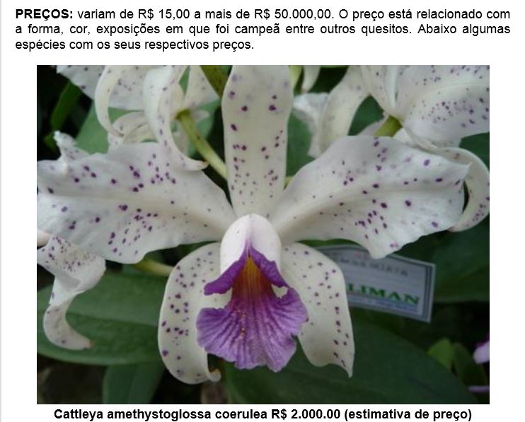 Cattleya amethystoglossa f. coerulea Cattle31