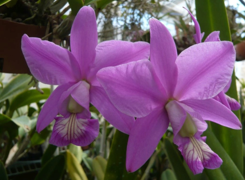 Cattleya nobilior Cattle64