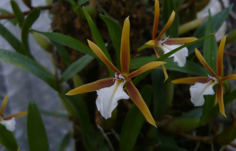 Dinema polybulbon