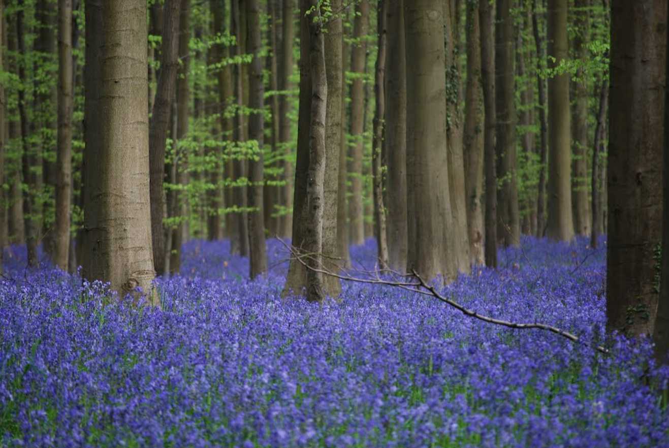 Forêt bleue - Bois de Hal - Hal - Belgique 2014-269