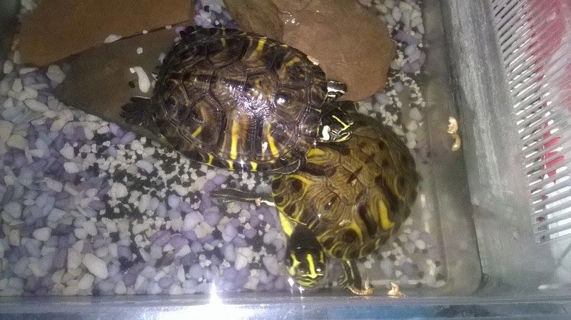 Mes tortues 17274310