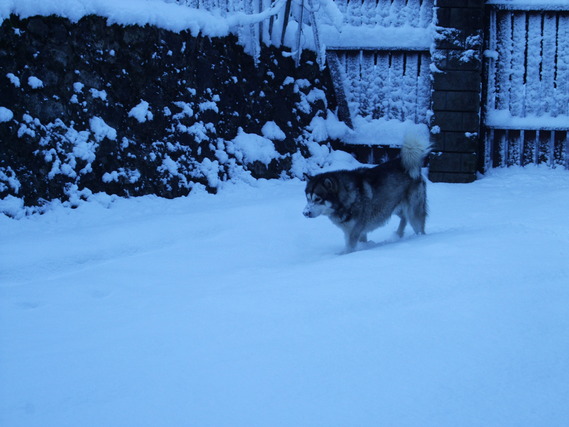 bonjour à tous Chiens11