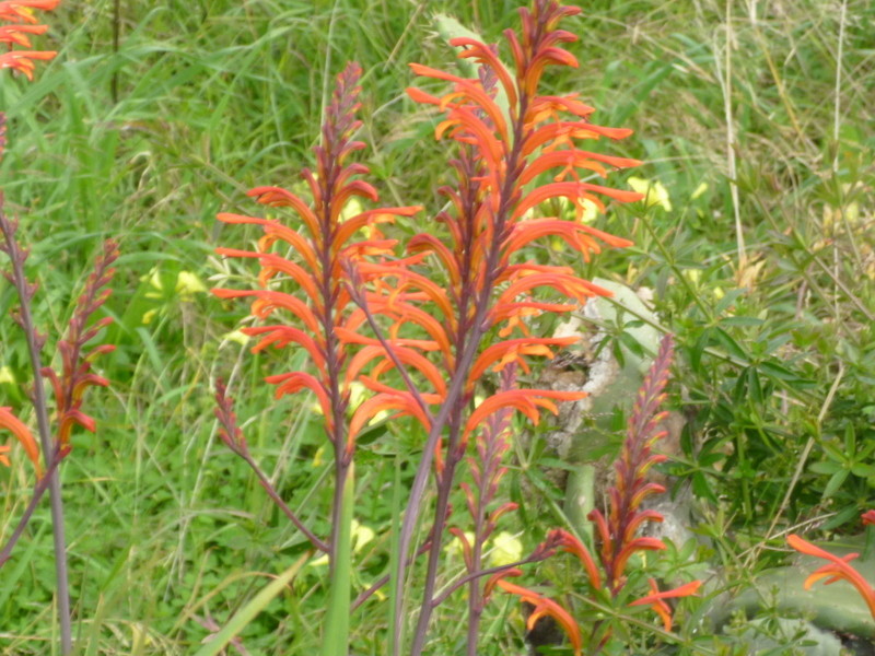 deux ou trois fleurs dans le vent - Page 4 P1080320