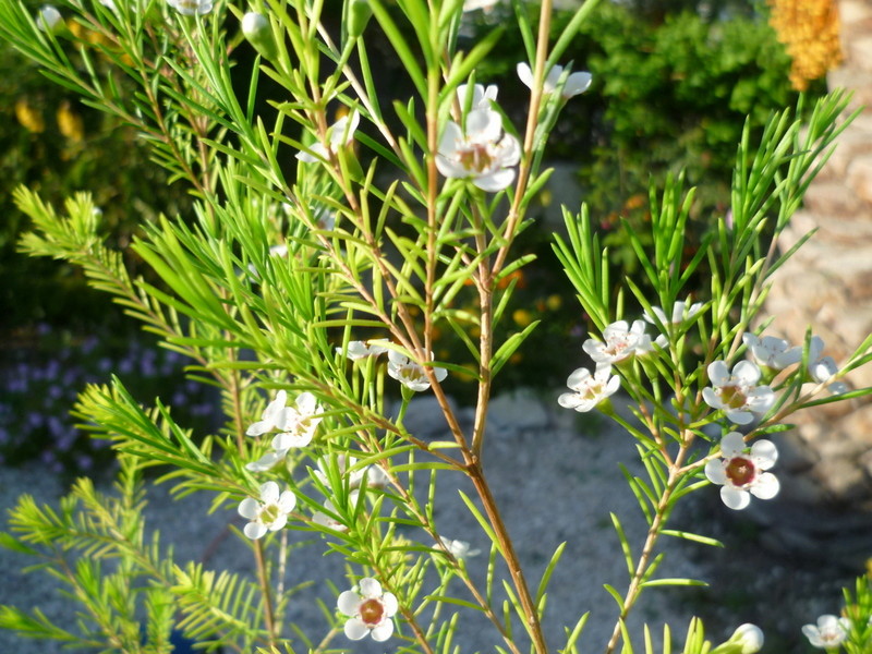 Chamelaucium uncinatum - fleur de cire P1080510