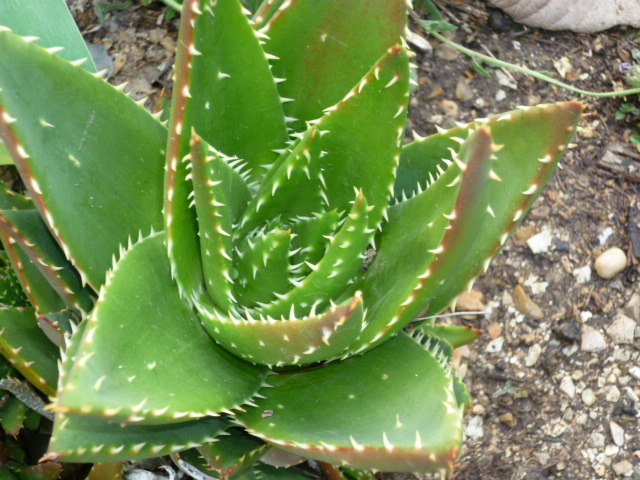 Aloe mitriformis cv. ? [identification] P1080525
