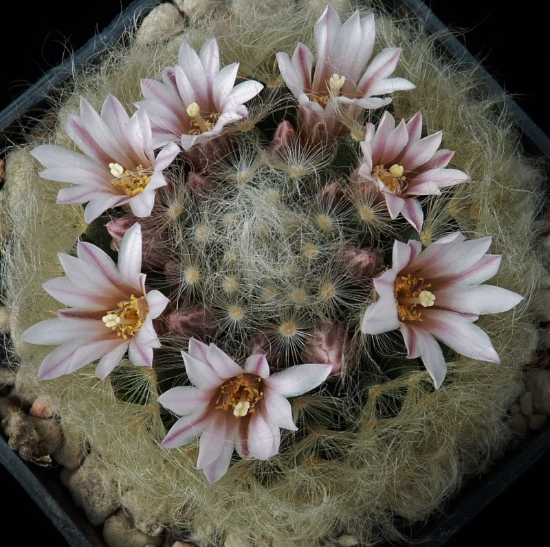 First Mammillaria pictures 2014 00522