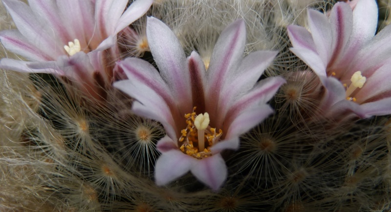 First Mammillaria pictures 2014 01416