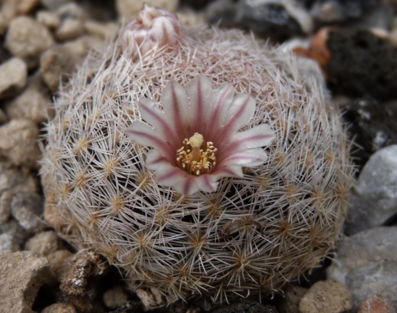 First Mammillaria pictures 2014 03511