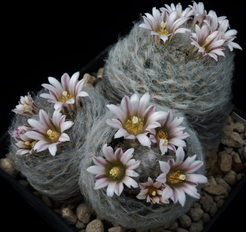 First Mammillaria pictures 2014 05011