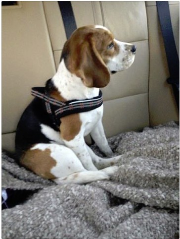 URGENT Petite beagle de 6 mois à placer région Lausanne Screen10