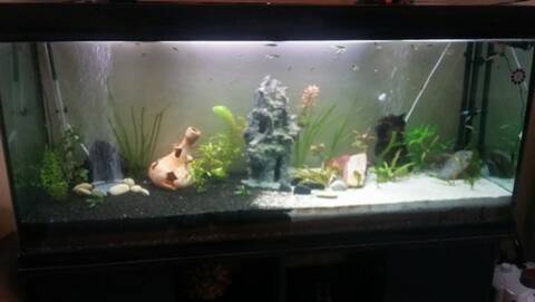 Quel éclairage pour mon aquarium ?